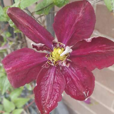 Clematis 'Etoile Violette'