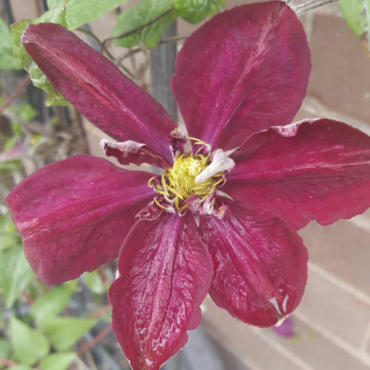 plant image 408789