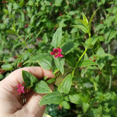 Red Jasmine