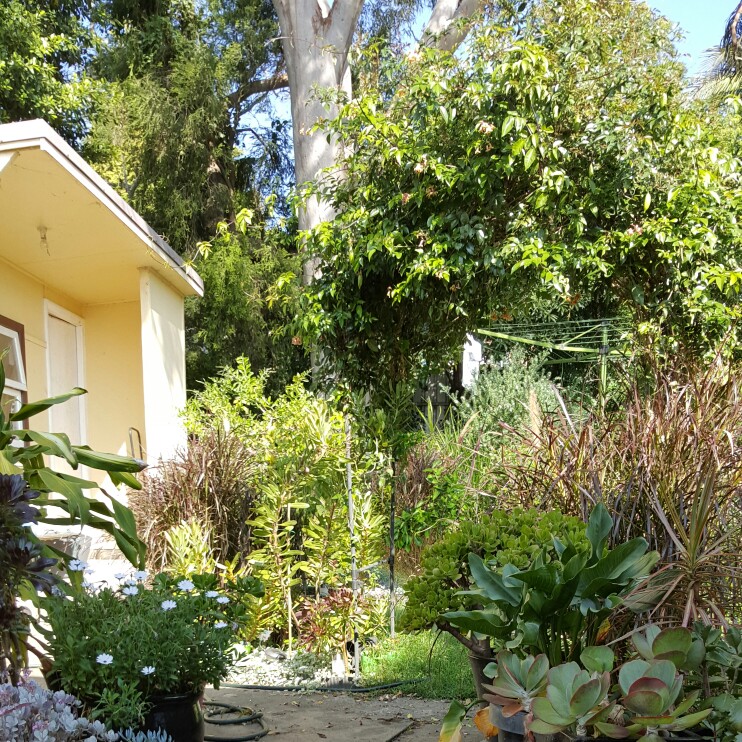 Natalie's garden