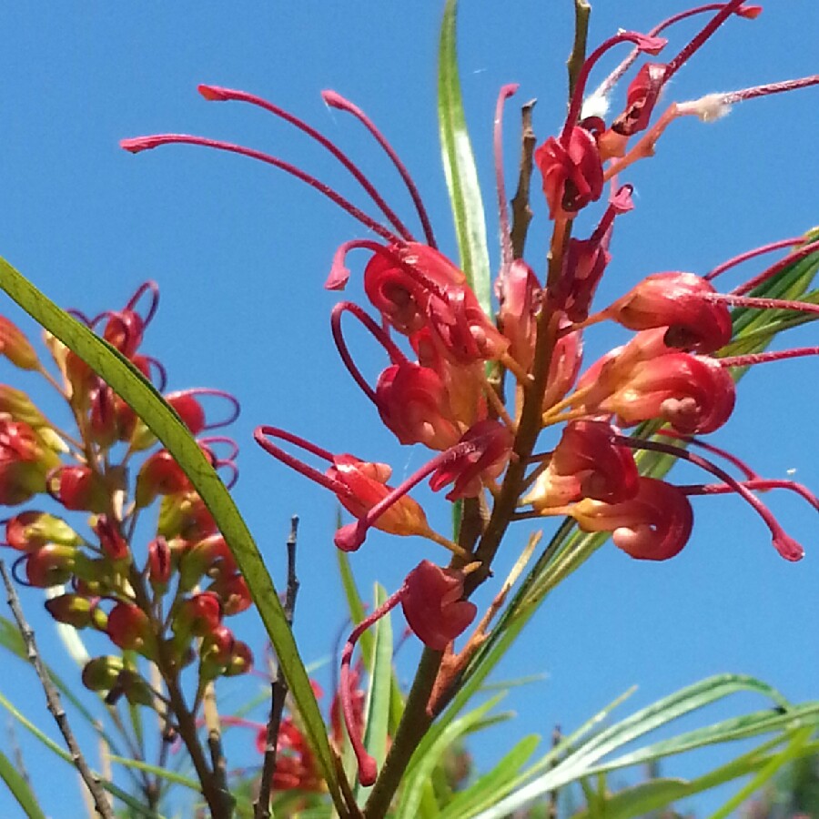 plant image 103591