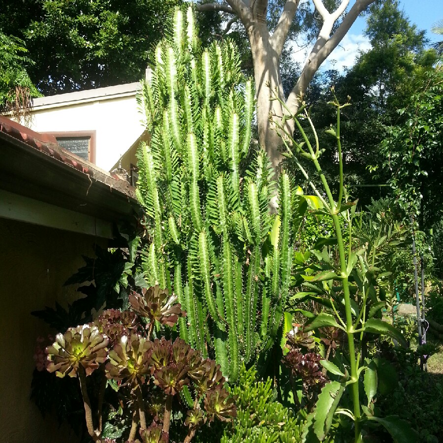 Natalie's garden