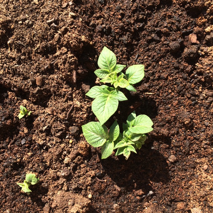 Plant image Solanum tuberosum 'Foremost'
