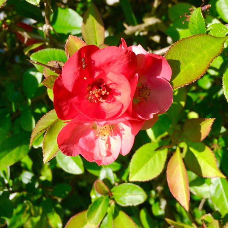Plant image Chaenomeles japonica 'Cido'