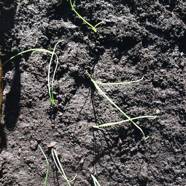 plant image 1298353