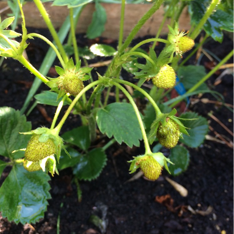 plant image 1321759