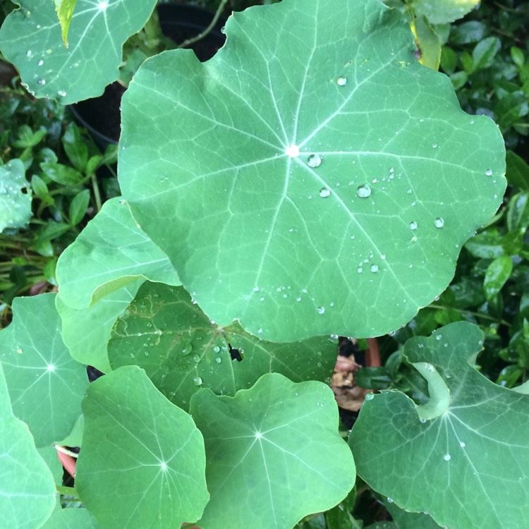 Plant image Tropaeolum majus 'Gleam Hybrids'