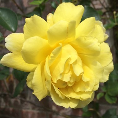 Rosa 'Golden Showers'