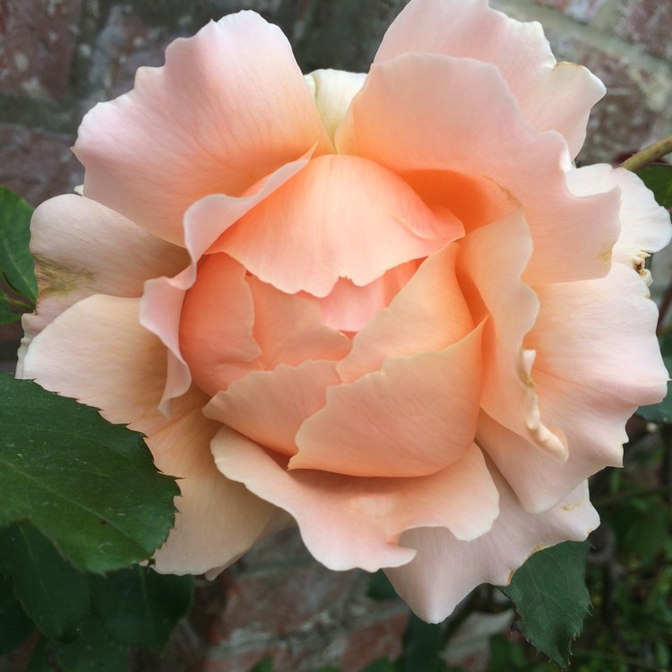 plant image 1345174 plant image 1345174