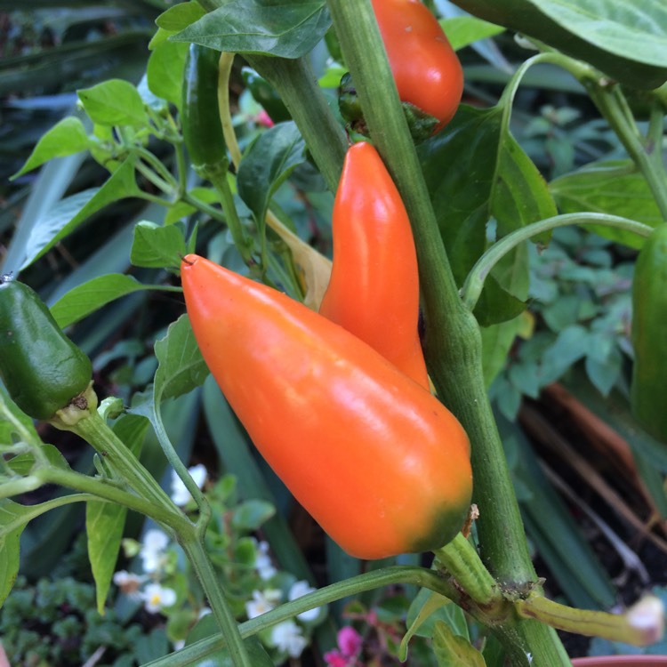 Plant image Capsicum Annuum 'Fresno'