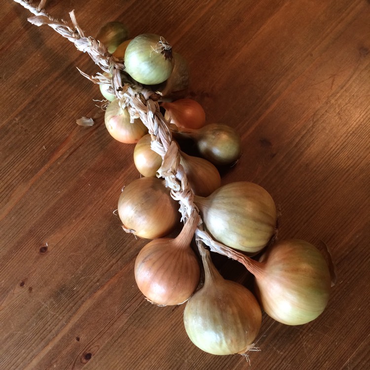 plant image 1404684