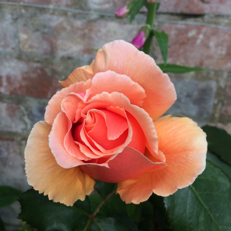 plant image 1490504 plant image 1490504