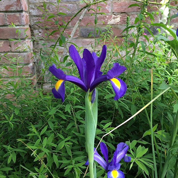 plant image 1490505 plant image 1490505