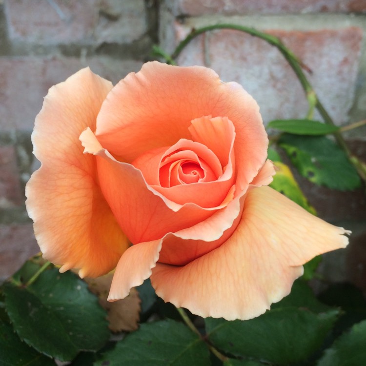plant image 1493858 plant image 1493858