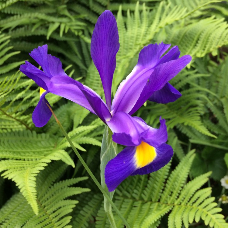 plant image 1593110 plant image 1593110