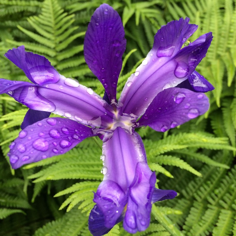 plant image 1594273 plant image 1594273