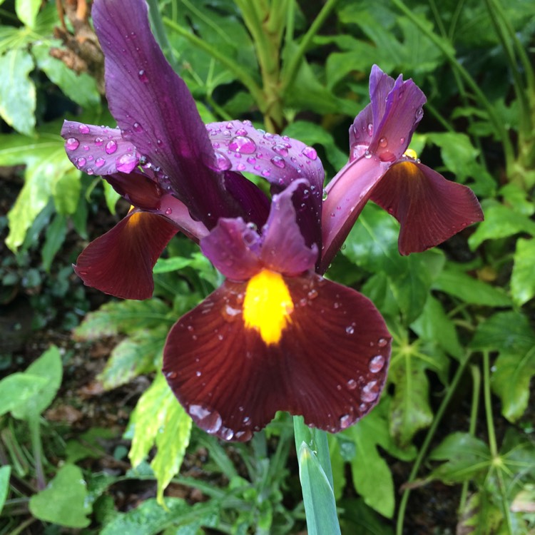 Plant image Iris x hollandica 'Eye of the Tiger'