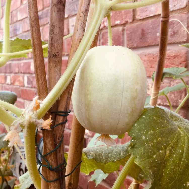 Plant image Cucumis sativus 'Crystal Lemon'