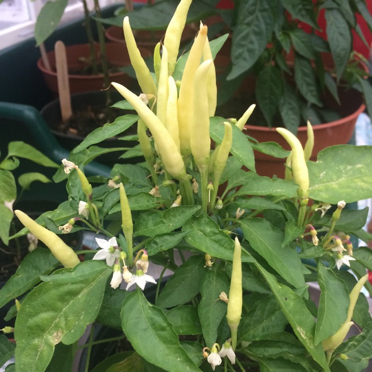 plant image 1612361 plant image 1612361