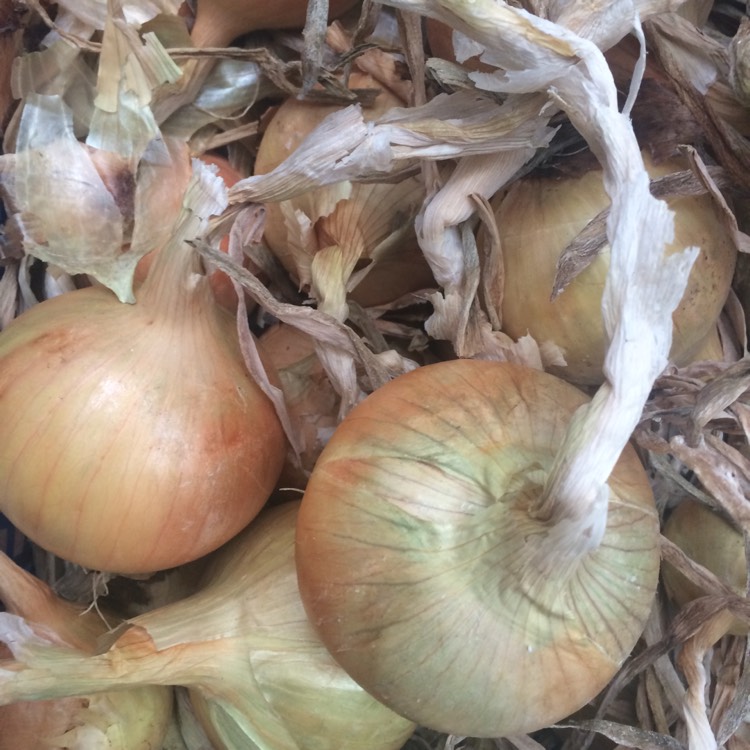 Plant image Allium cepa (Cepa Group) 'Hylander'