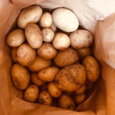 Potato