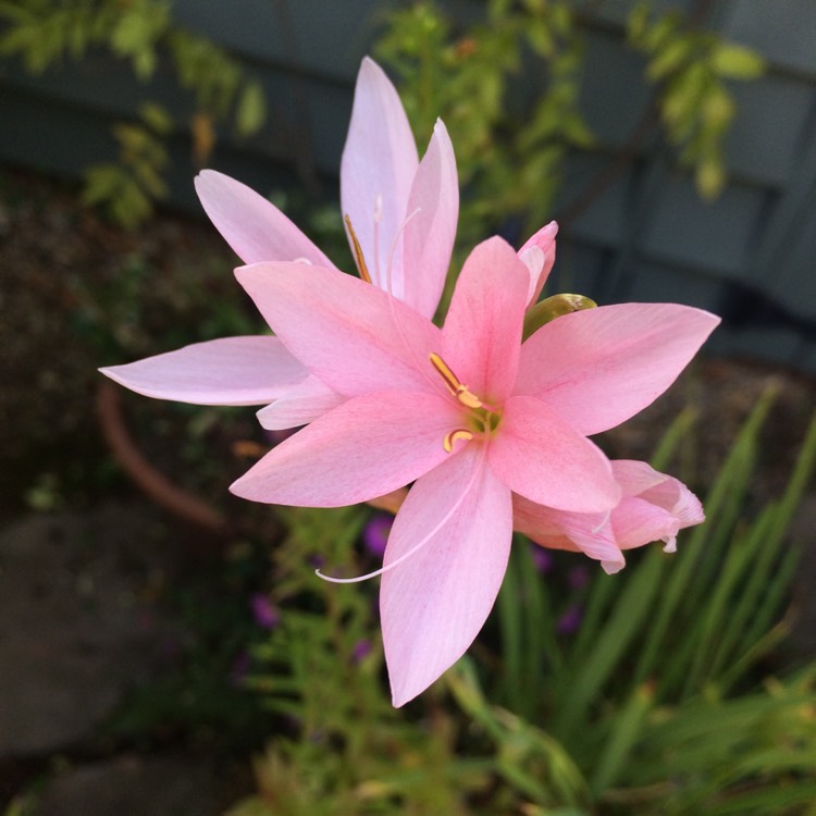 plant image 1623411