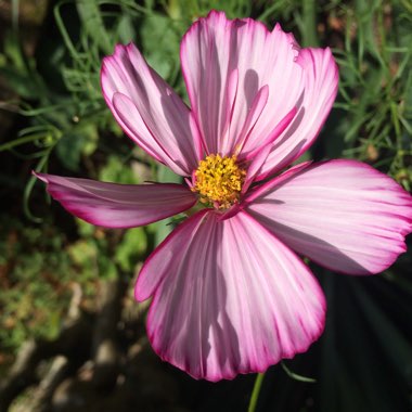 Cosmea