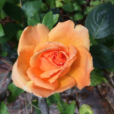 Rose (Climbing)