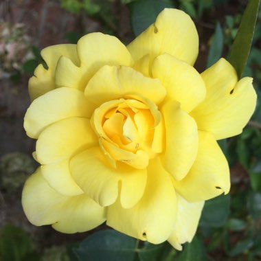 Rose 'Golden Showers'
