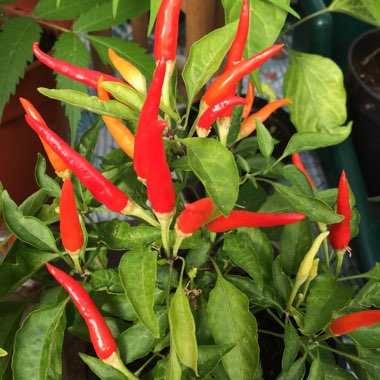 Chilli Pepper