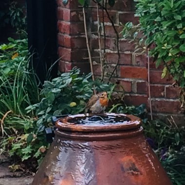 Neville's garden