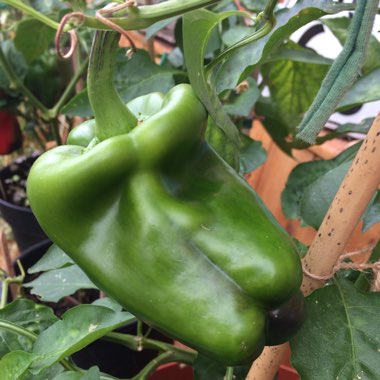 Sweet Pepper