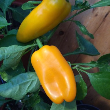 Sweet Pepper 'Lunchbox Red'
