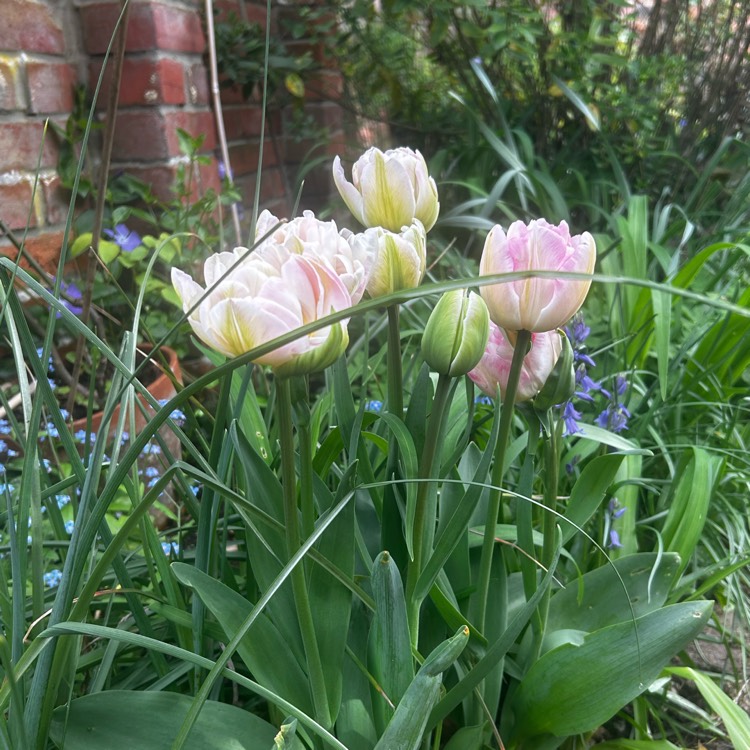Plant image Tulipa 'Alibi'