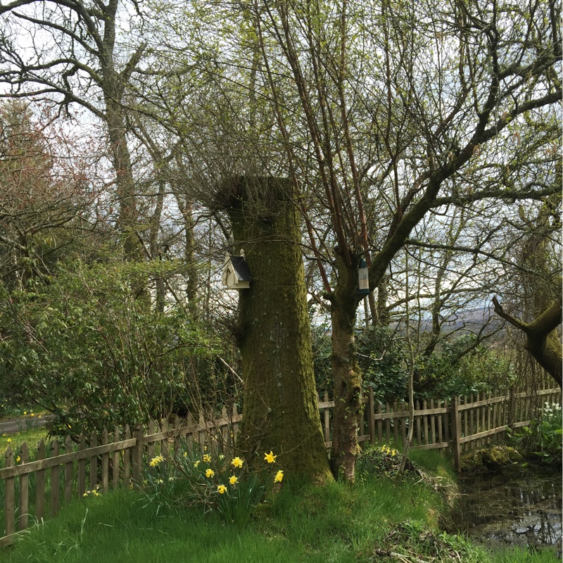 Nicola's garden