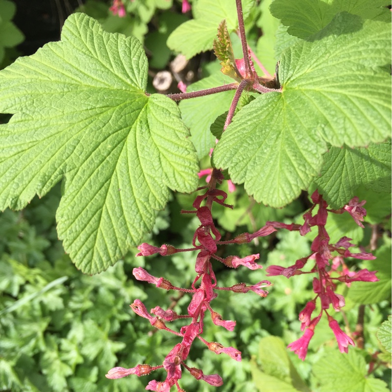 Nicola's garden