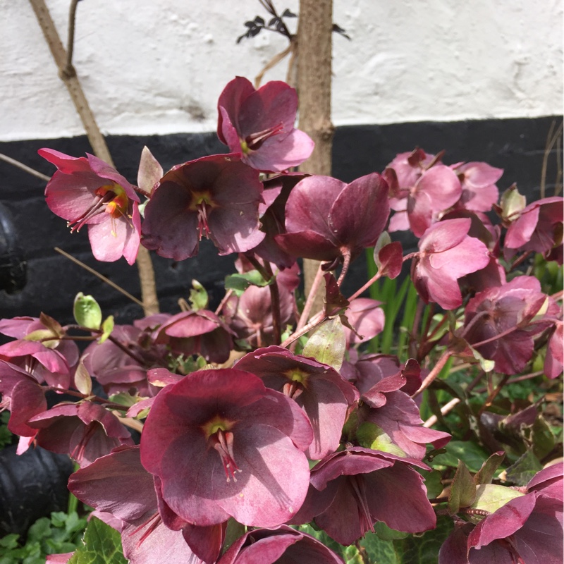 Nicola's garden