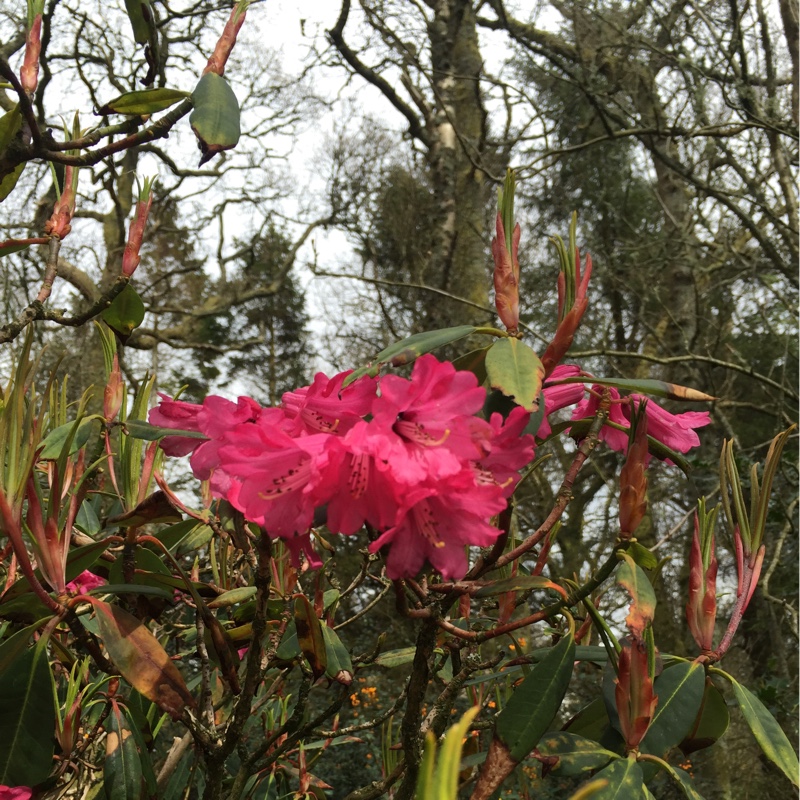 Nicola's garden