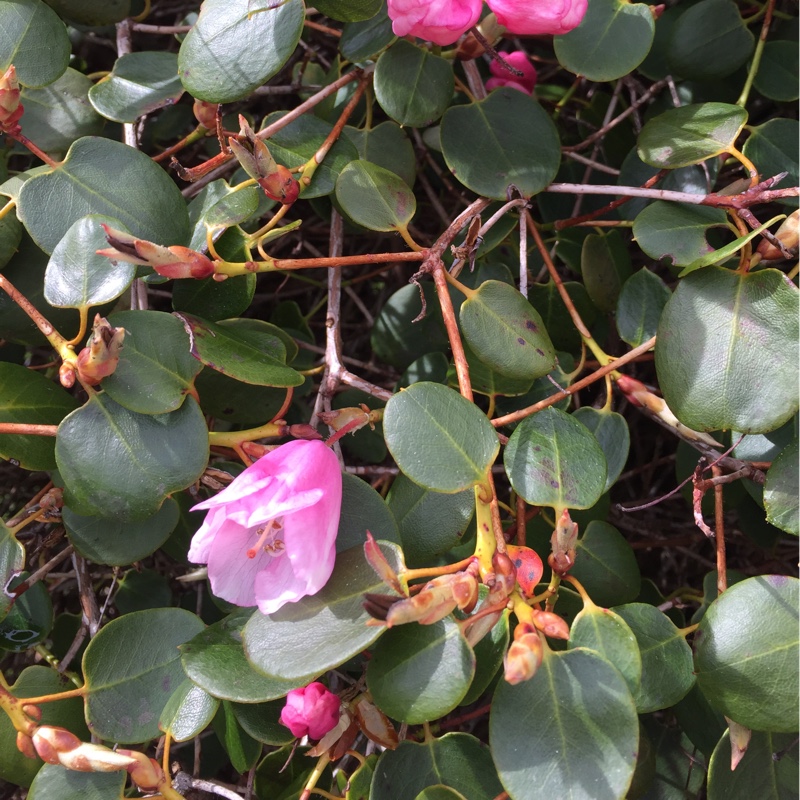 plant image 56170