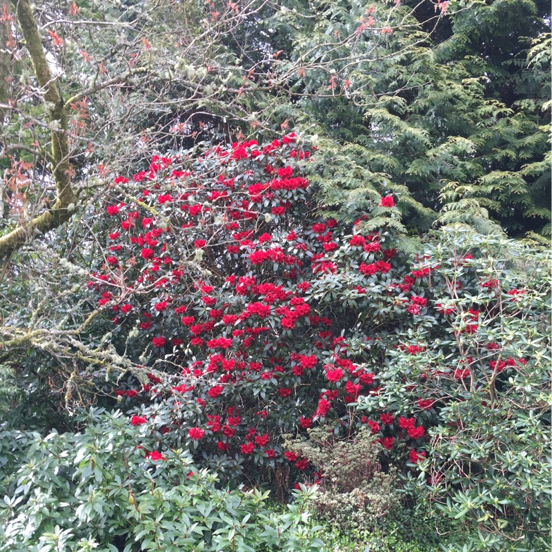 Nicola's garden