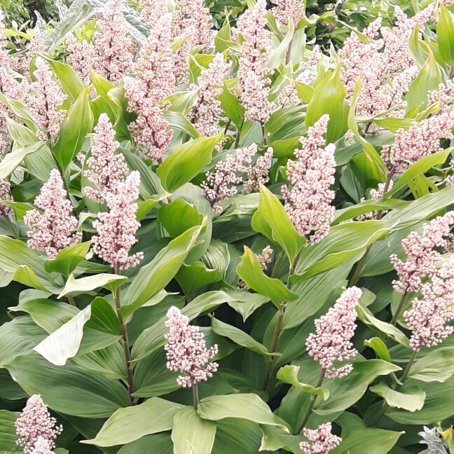 Plant image Maianthemum racemosum