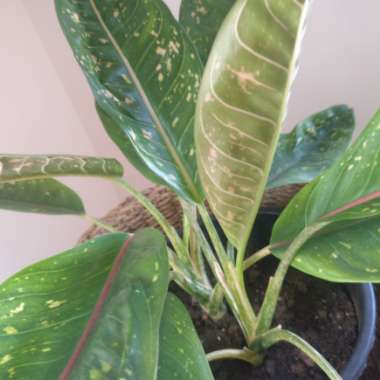 Chinese Evergreen