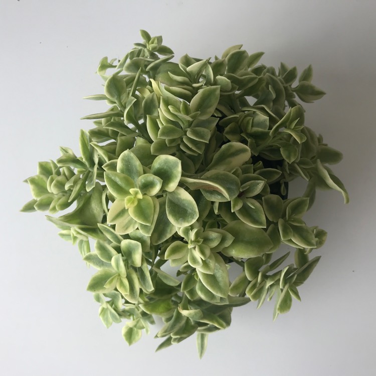plant image 1050546