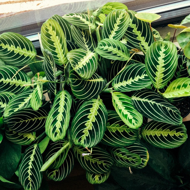 Plant image Maranta Leuconeura ‘Marisela'