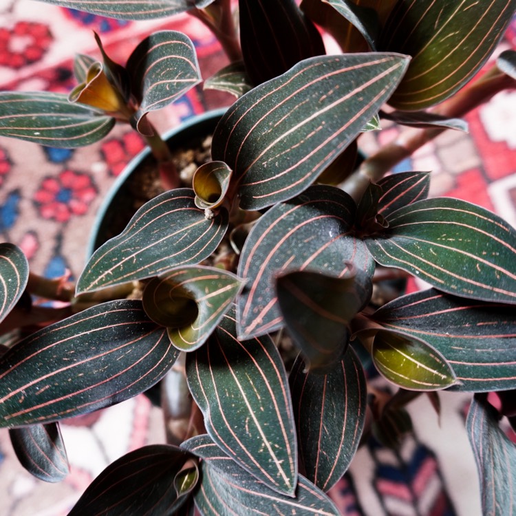 plant image 1051271
