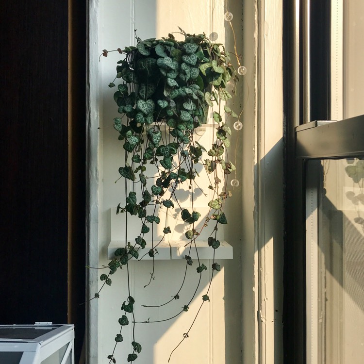 plant image 1134768