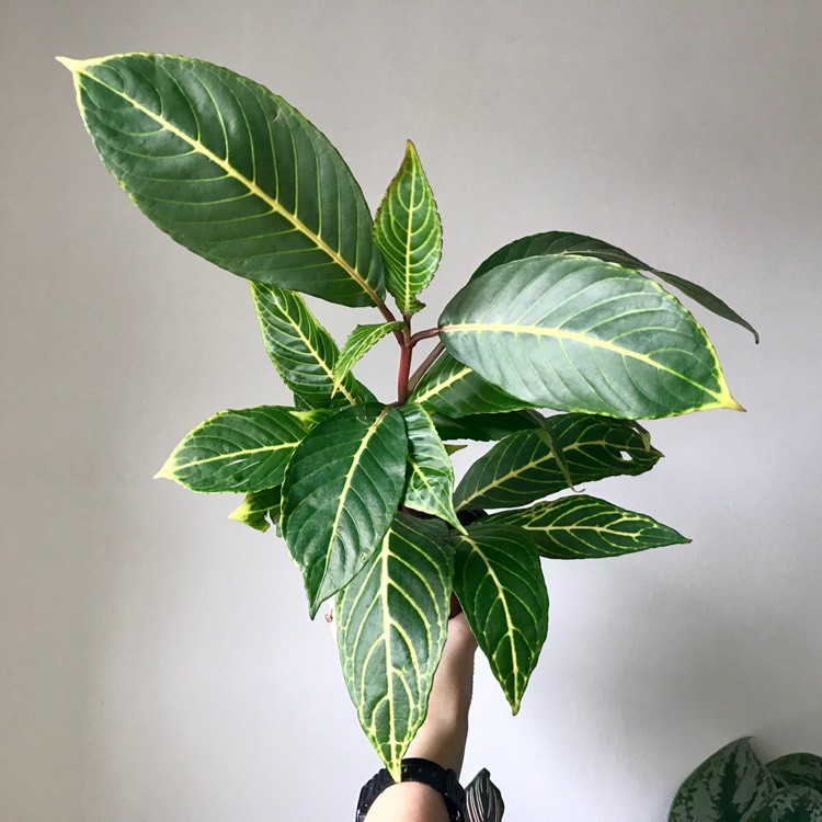 plant image 1139145