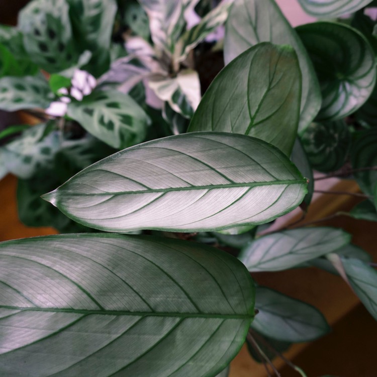 Plant image Ctenanthe setosa 'Grey Star'