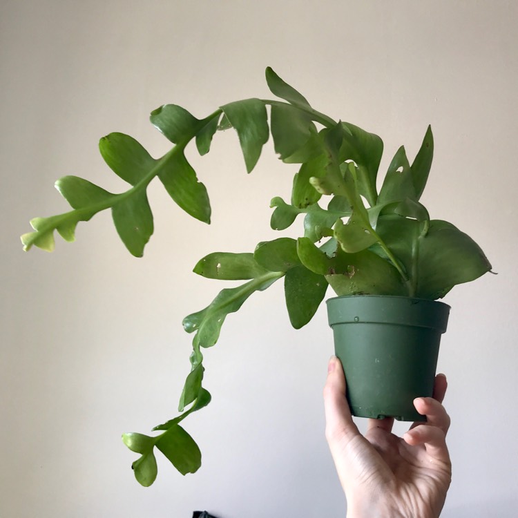 plant image 1139156