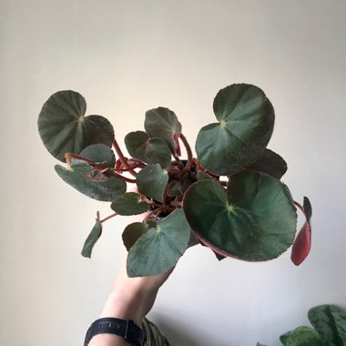 Begonia acetosa